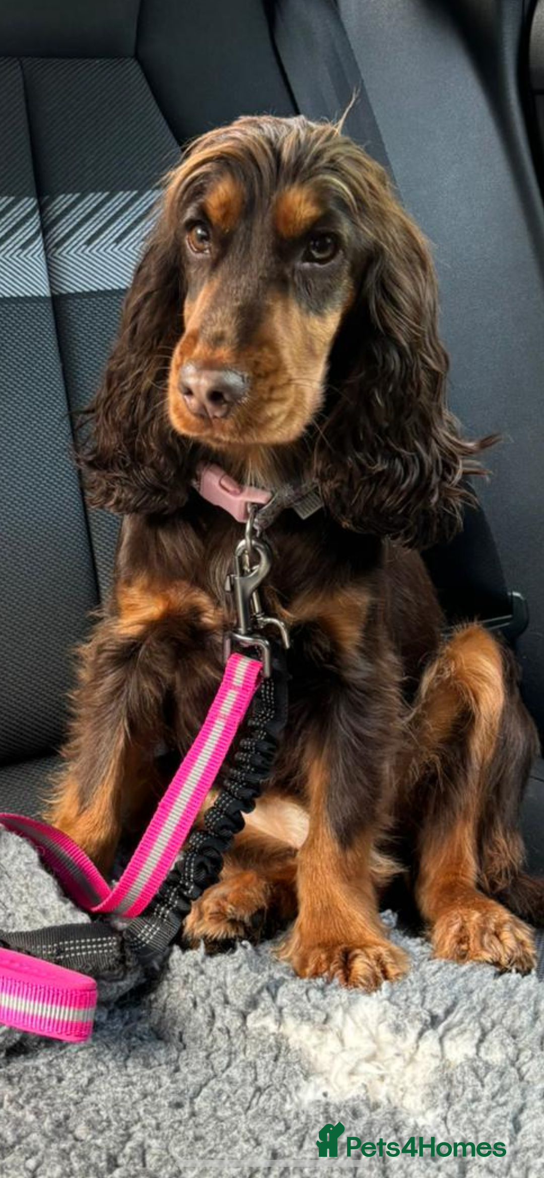 Cocker Spaniel dogs for sale: KC REG HEALTH TESTED SHOW COCKER SPANIEL PUPS - Image 3
