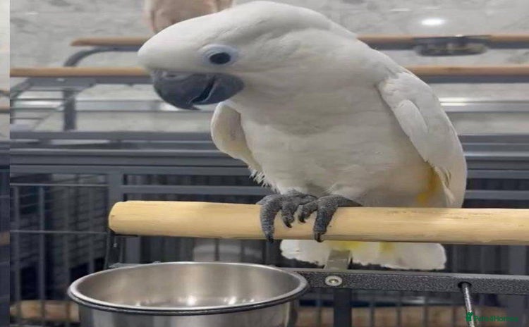 Cockatoo birds - Advert 1