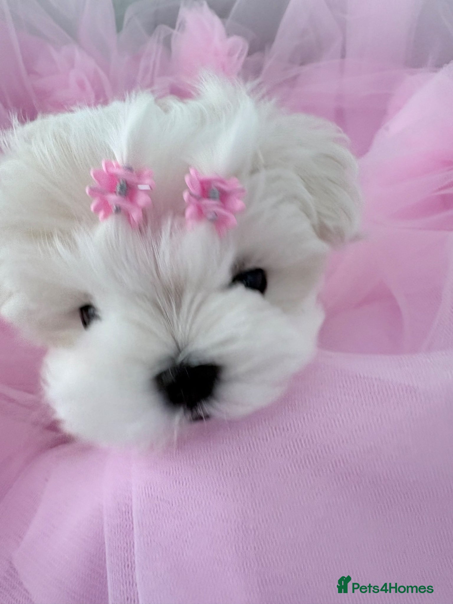 Maltese dogs 💗Gorgeous Korean baby girl 💗 - Advert 8