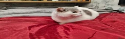 Scottish Fold cats for sale: Scottish fold queen - Advert 3