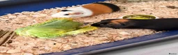Guinea Pig rodents for sale: 2 x male guinea pigs  - Advert 2