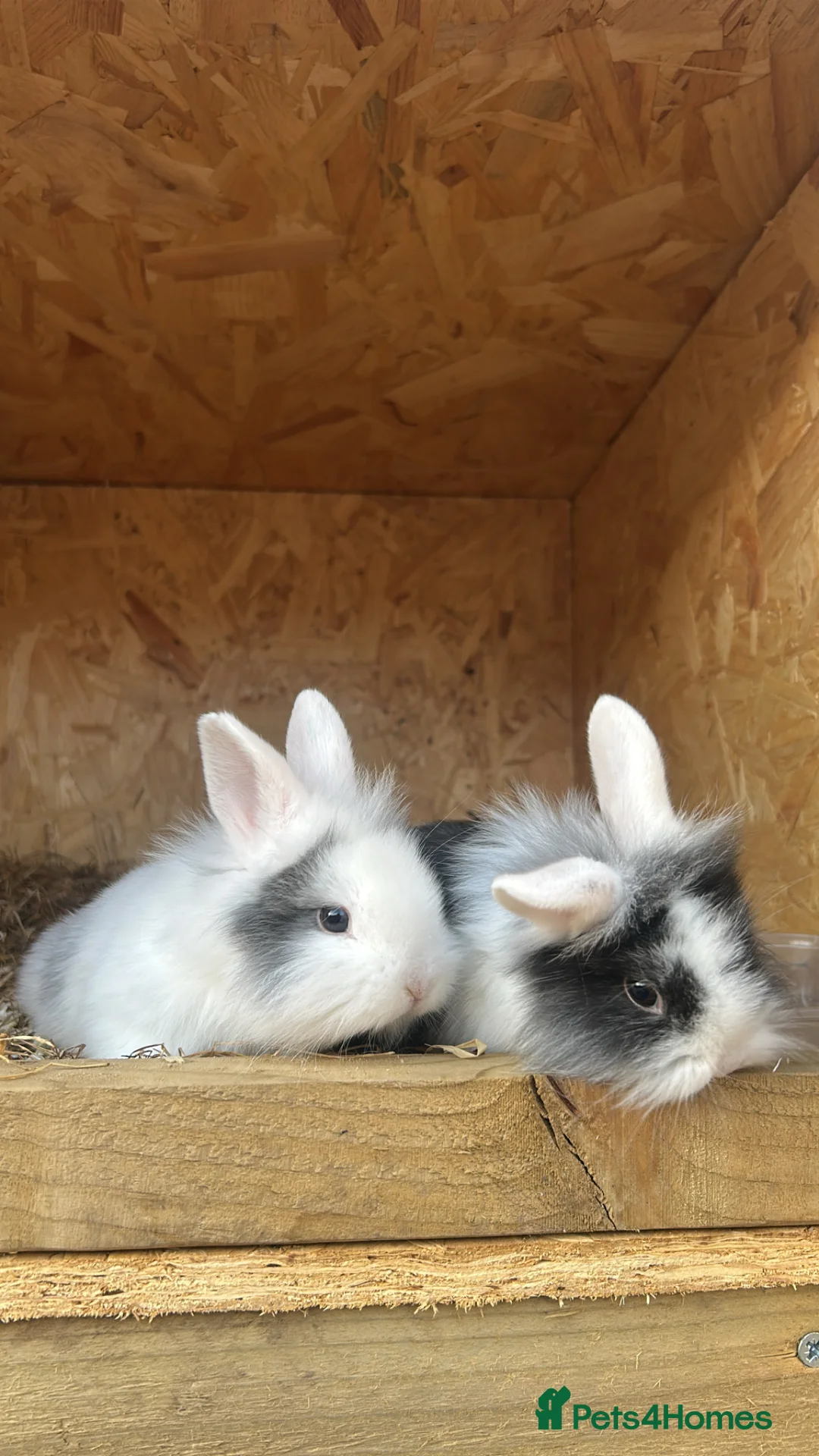 Mixed Breed rabbits for sale: Lionhead x Rex bunnies available  - Advert 3