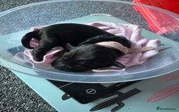 Cocker Spaniel dogs for sale: Beautiful Cocker Spaniel Puppies - Image 26