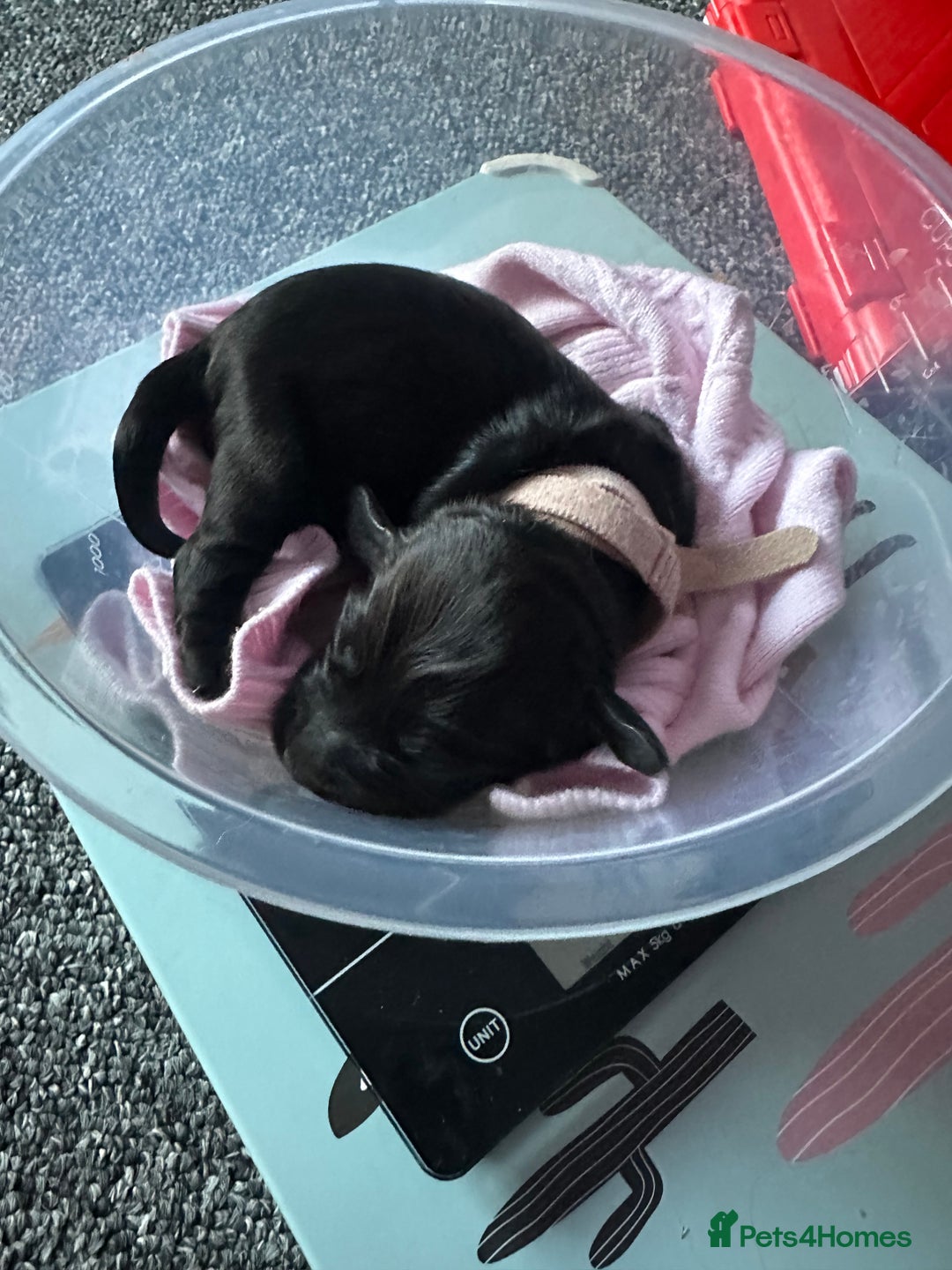 Cocker Spaniel dogs for sale: Beautiful Cocker Spaniel Puppies - Image 26