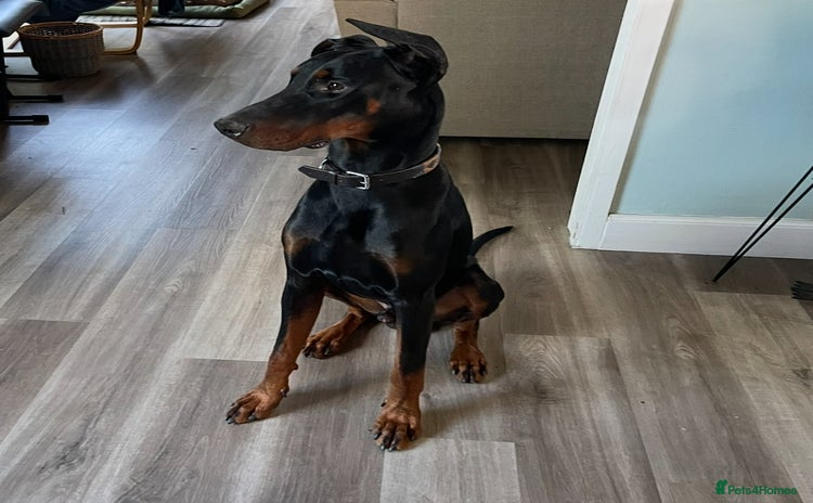 Dobermann dogs - Advert 1