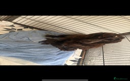 Cocker Spaniel dogs for sale: Working Cocker Spaniel Puppies - Advert 2