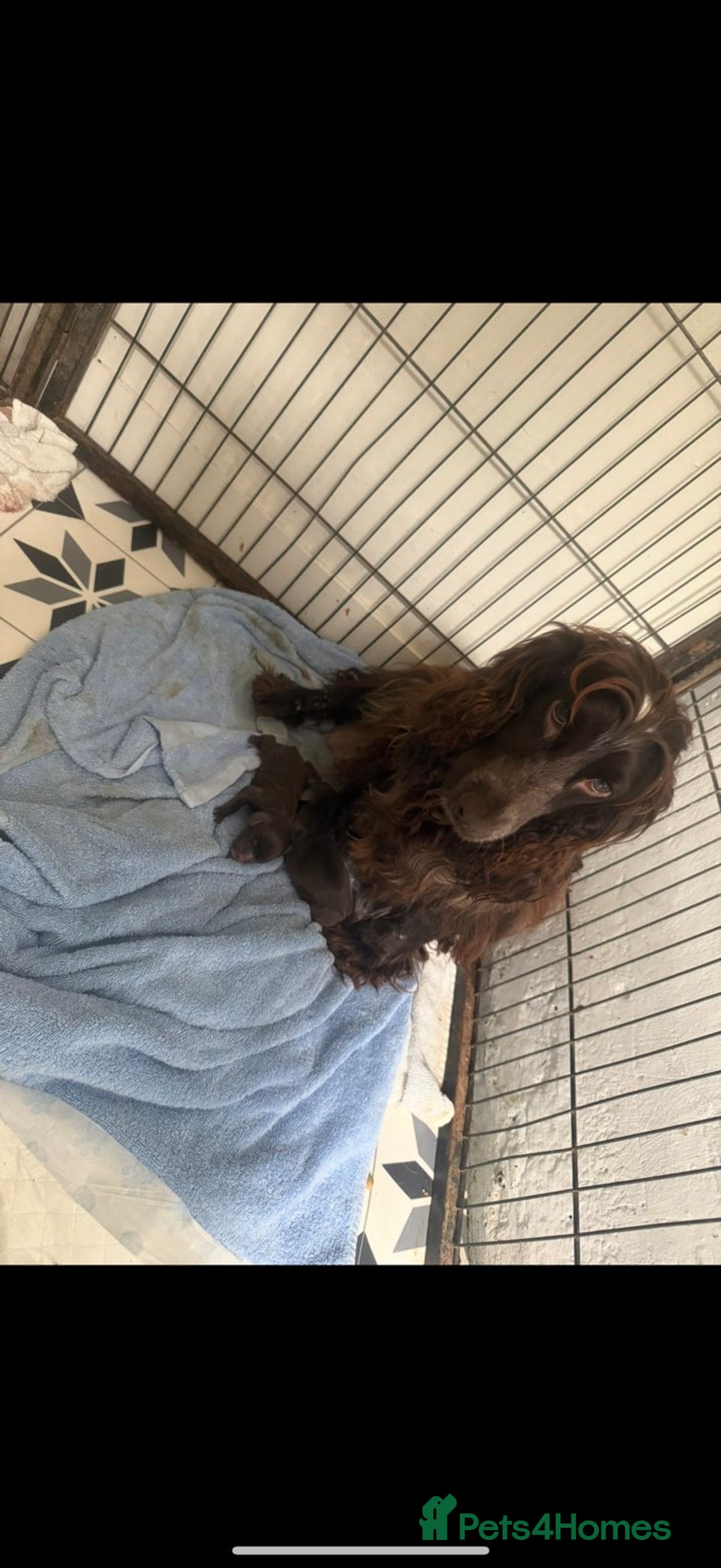 Cocker Spaniel dogs for sale: Working Cocker Spaniel Puppies - Advert 2