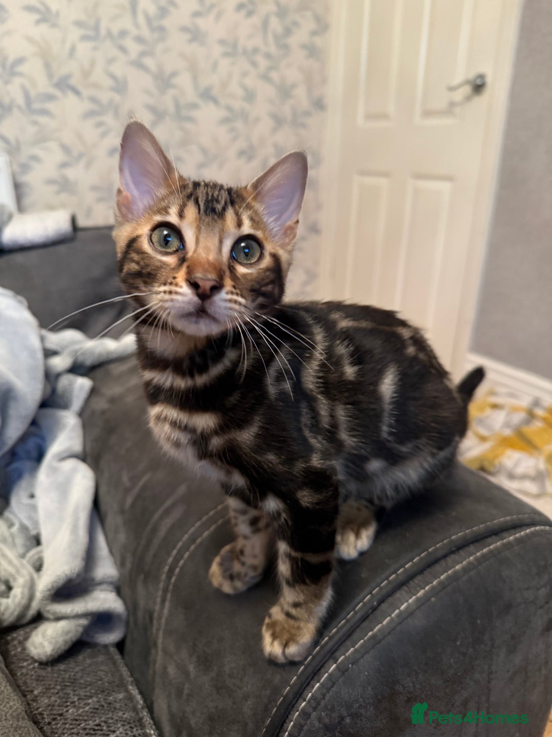 Bengal cats for sale: LAST ONE! Stunning Bengal kittens - Advert 15