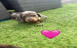 Miniature Dachshund dogs for sale: Beautiful babies - Image 2