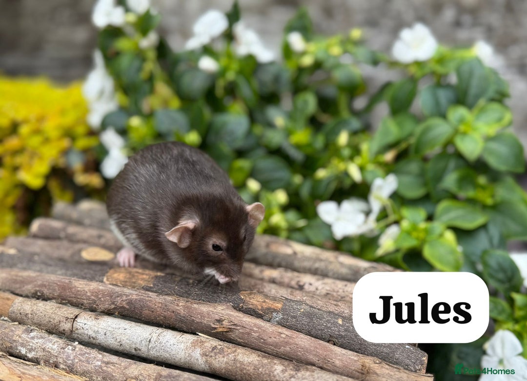 Rat rodents for sale: Beautiful baby full size and dwarf rats ready 9Dec - Advert 24