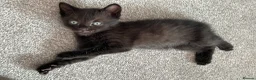 Mixed Breed cats for sale: Kittens for sale 4 males 2 females ready now  - Advert 5