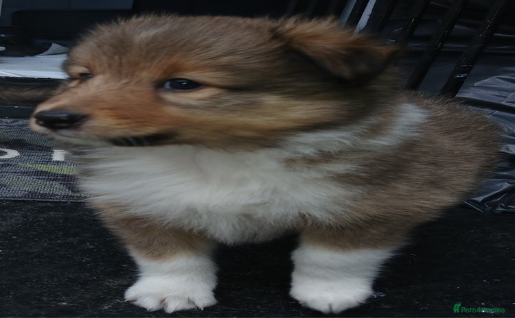 Shetland Sheepdog dogs - Advert 1