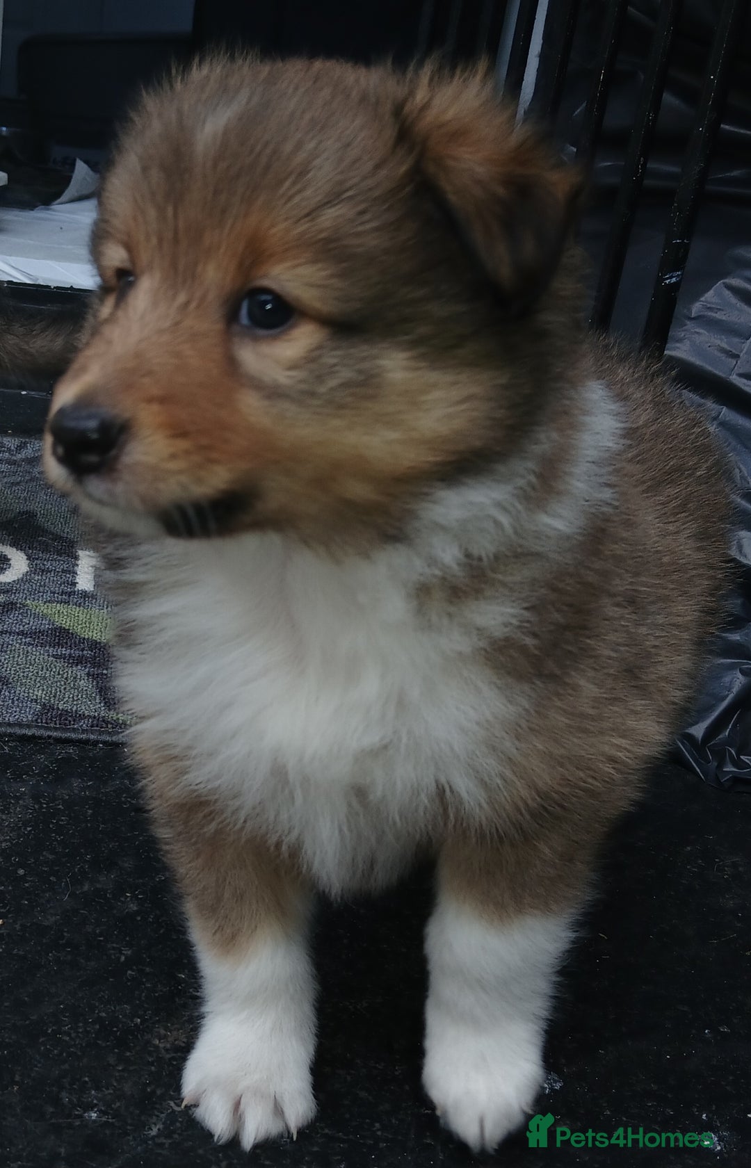 Shetland Sheepdog dogs for sale: Shetland sheepdog puppy - Image 1