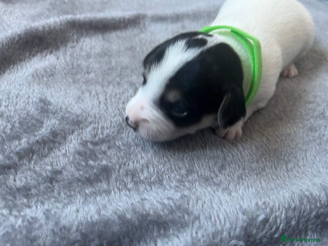 Jack Russell dogs for sale: Beautiful Jack Russell puppies for sale - Image 4