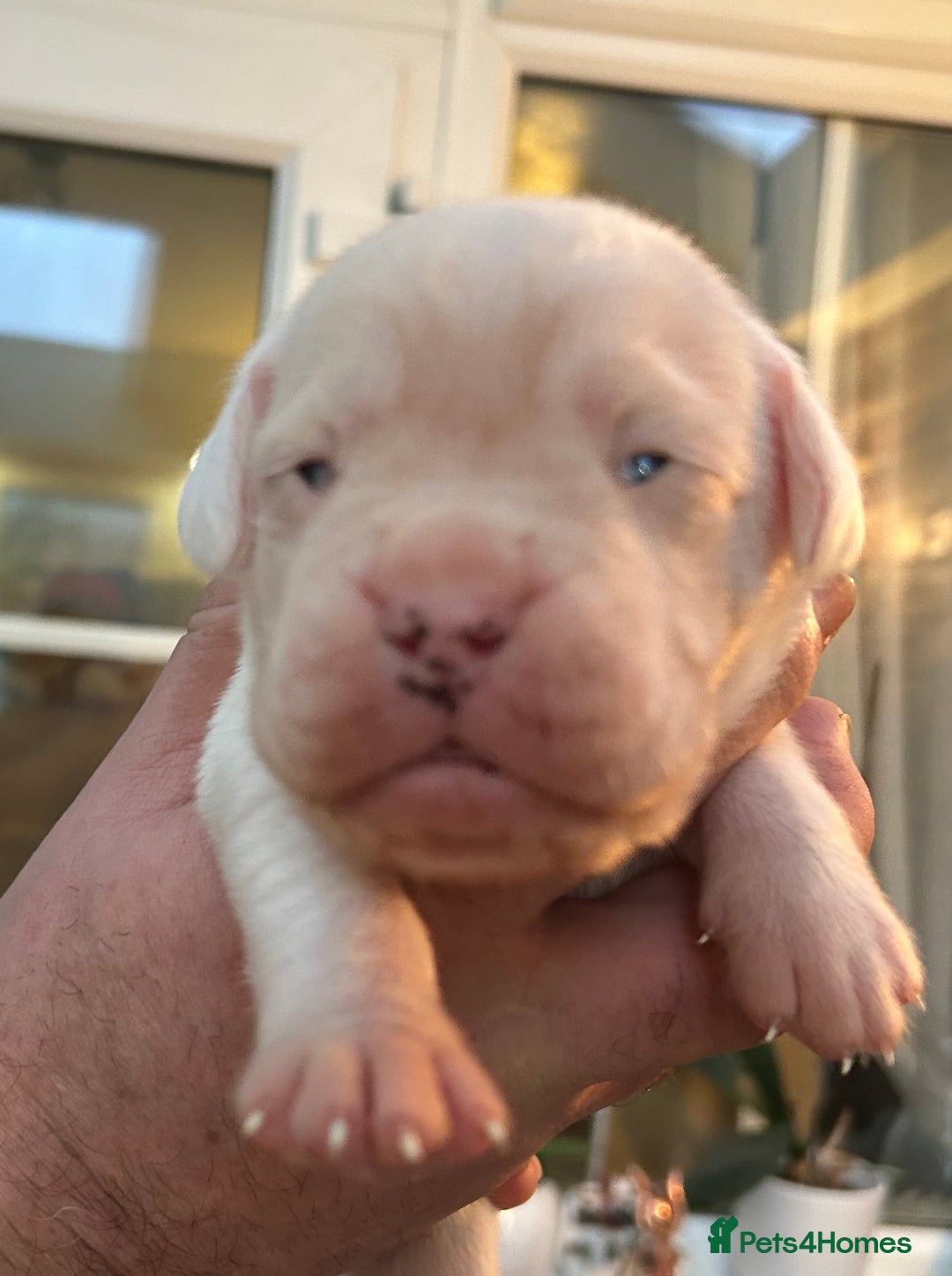 Boxer dogs for sale: Adorable BOXER puppies - Advert 19