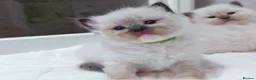 Ragdoll cats for sale: Raised with Love, looking for Forever homes - Advert 25