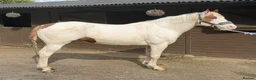 American Quarter horses for sale: Special Stallion - Looking for new pastures new  - Advert 2