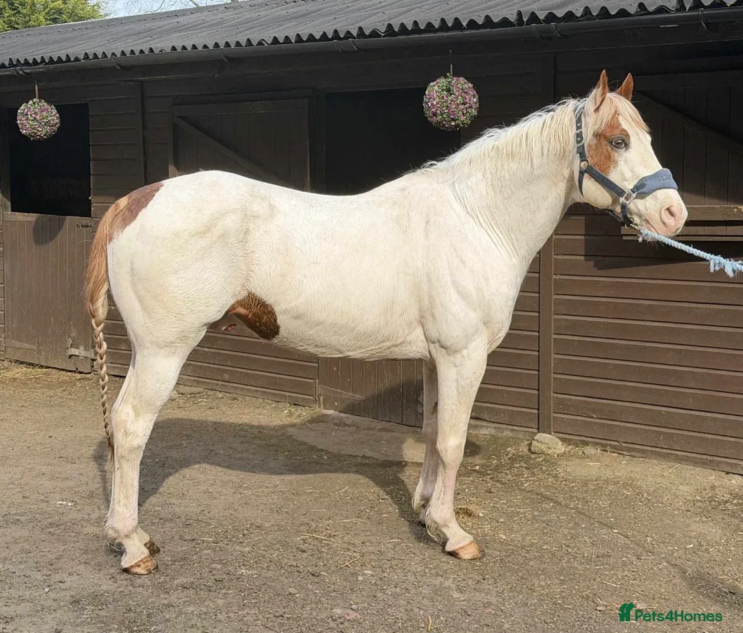 American Quarter horses for sale: Special Stallion - Looking for new pastures new  - Advert 2