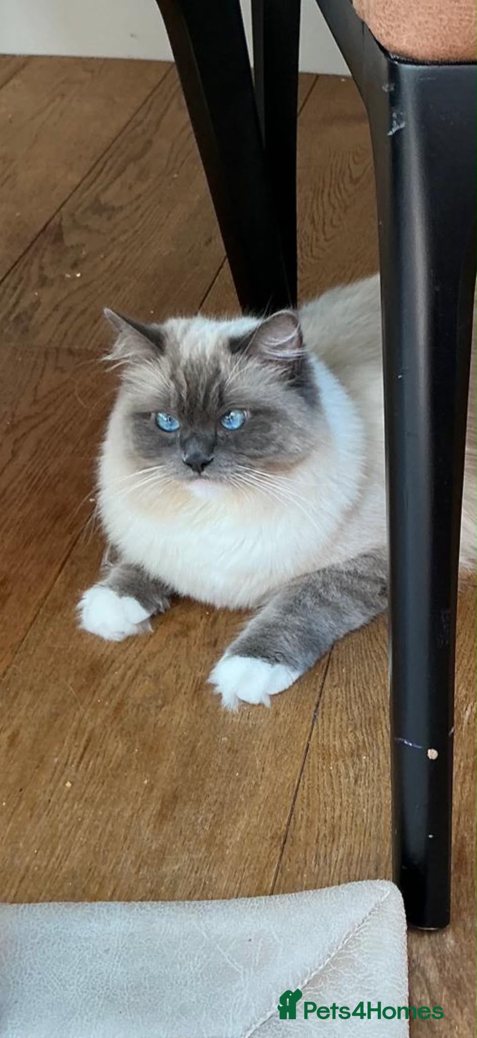 Ragdoll cats Beautiful Blue Bicolour Ragdoll  - Advert 3