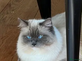 Ragdoll cats Beautiful Blue Bicolour Ragdoll - Advert 3