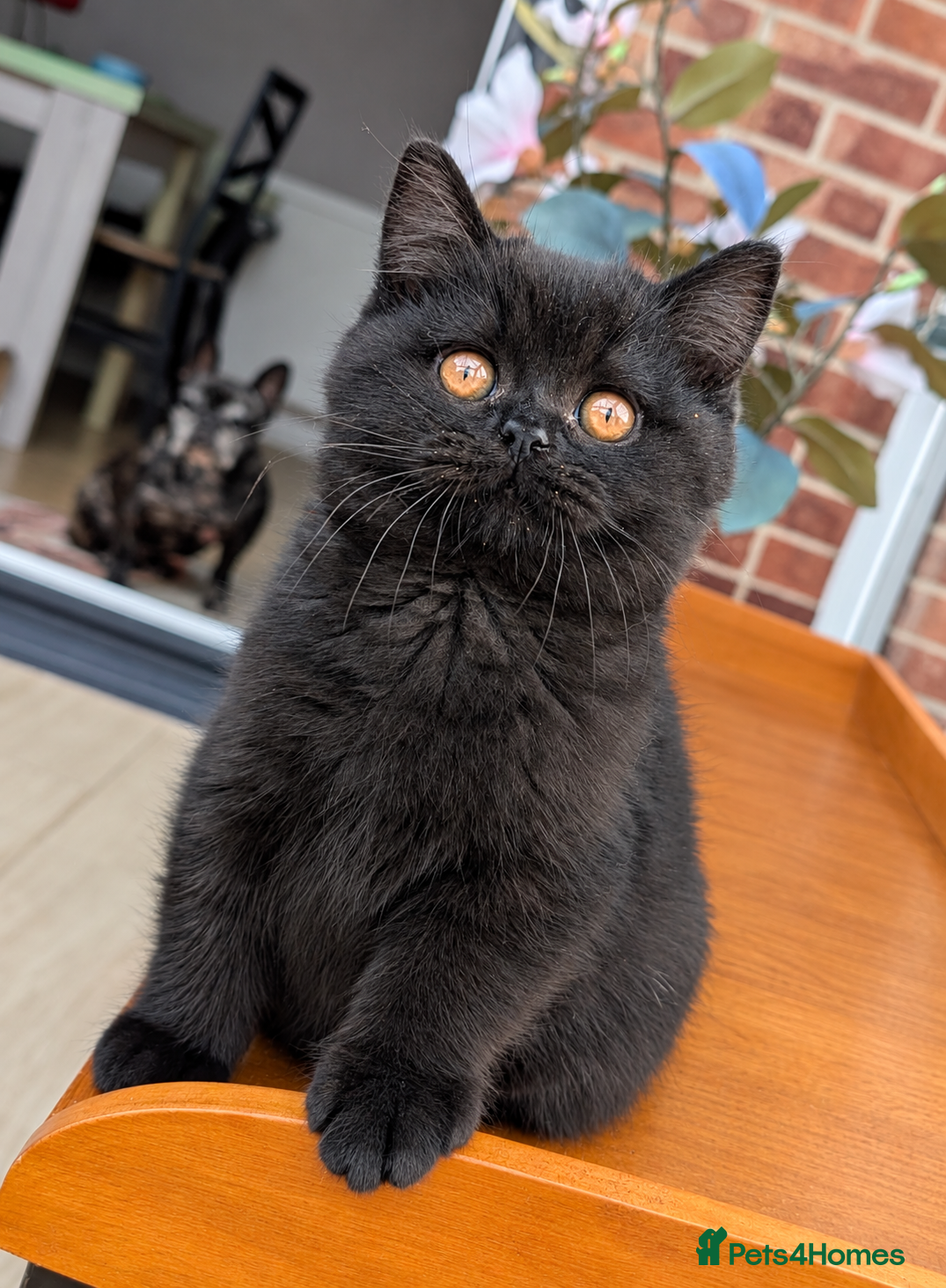 British Shorthair cats for sale: 🌟💞Adorable BSH Kittens 😻❤️ - Advert 2