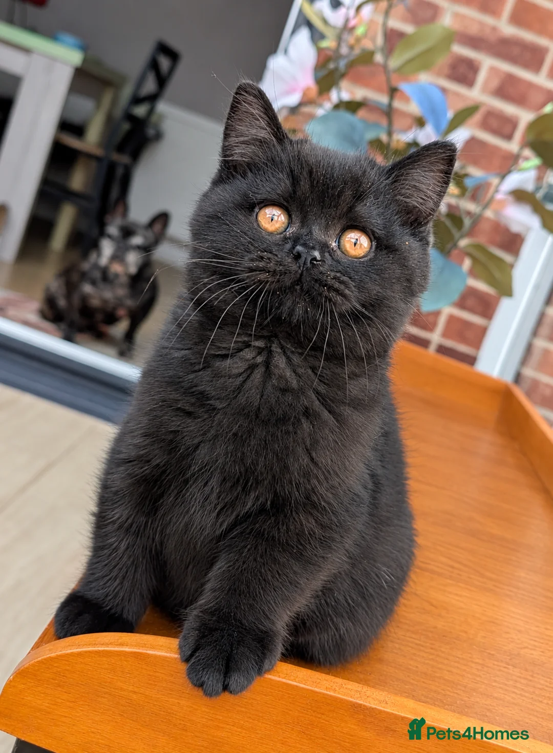British Shorthair cats for sale: 🌟💞Adorable BSH Kittens 😻❤️ - Advert 2