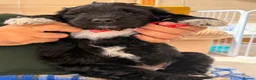 Bernedoodle dogs for sale: Stunning bernedoodle pups puppies  - Advert 10