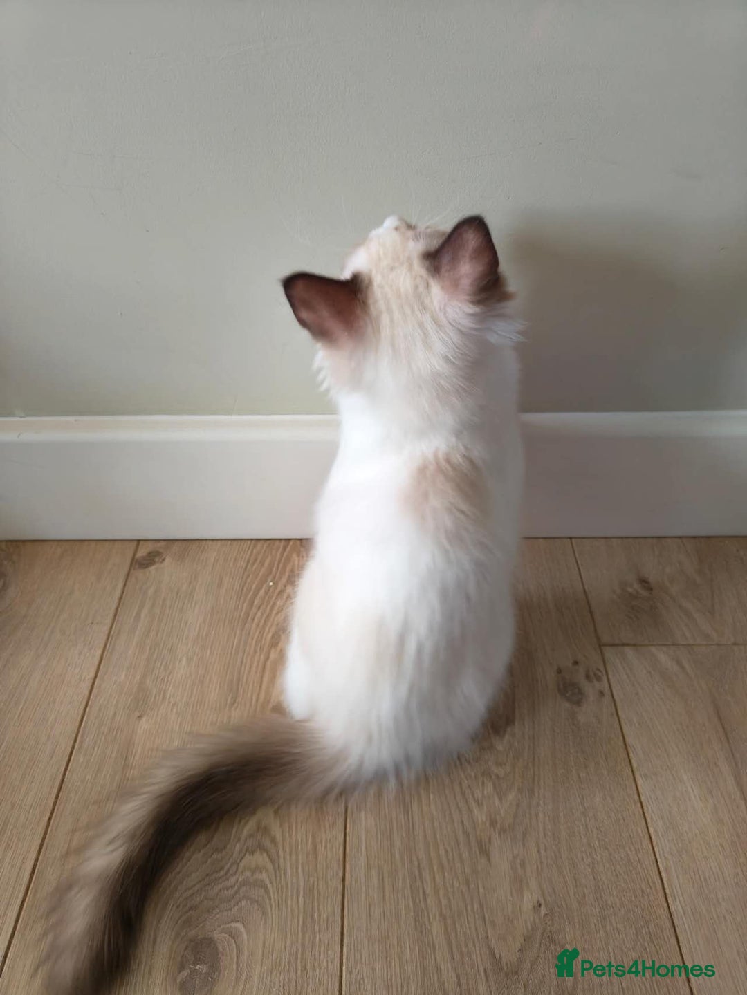 Ragdoll cats for sale: Pure Ragdoll kitten for sale  - Image 16