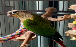 Conures birds for sale: Male & Female Red Factor Pineapple Conures - Image 7