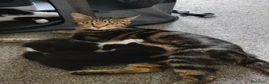 Domestic Shorthair 1