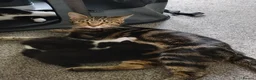 Domestic Shorthair cats for sale: 2 female kittens in Rotherham - Advert 2
