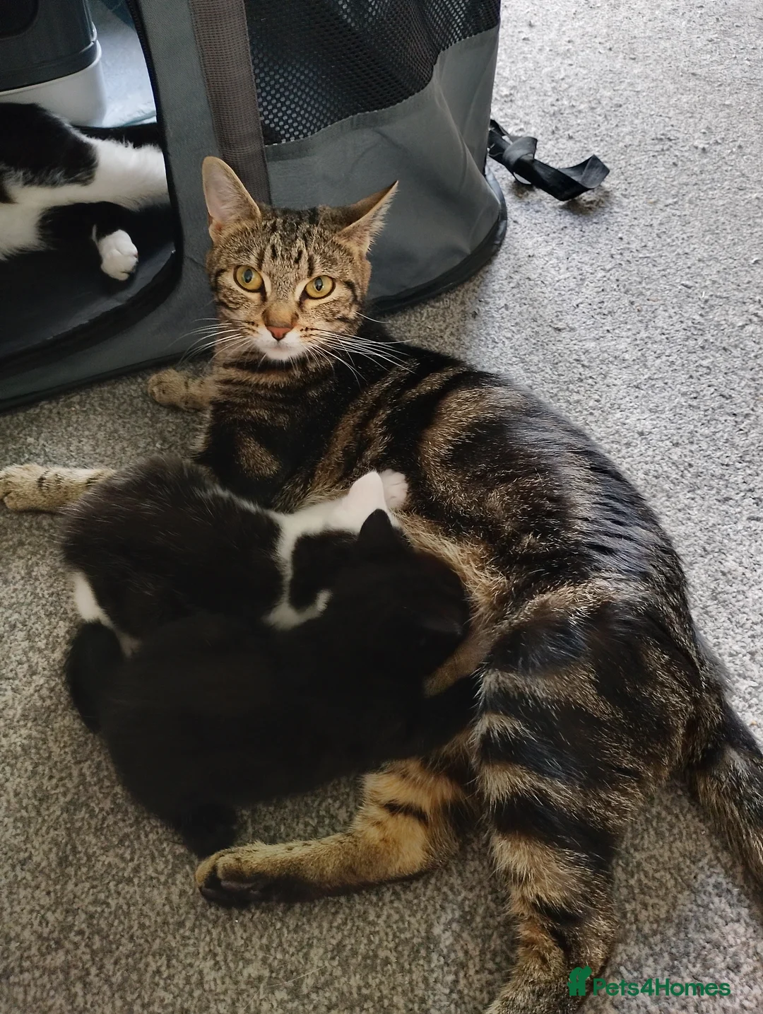 Domestic Shorthair cats for sale: 2 female kittens in Rotherham - Advert 2