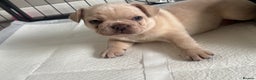 French Bulldog dogs for sale: last girl ready to leave now 🐾⚡️ - Advert 3