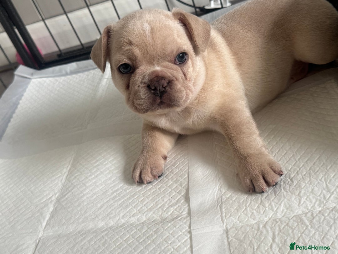 French Bulldog dogs for sale: last girl ready to leave now 🐾⚡️ - Advert 3