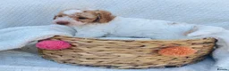 Cockapoo dogs for sale: READY - 1 BOY left 🐶Cockapoos🐶 parents tested  - Advert 25