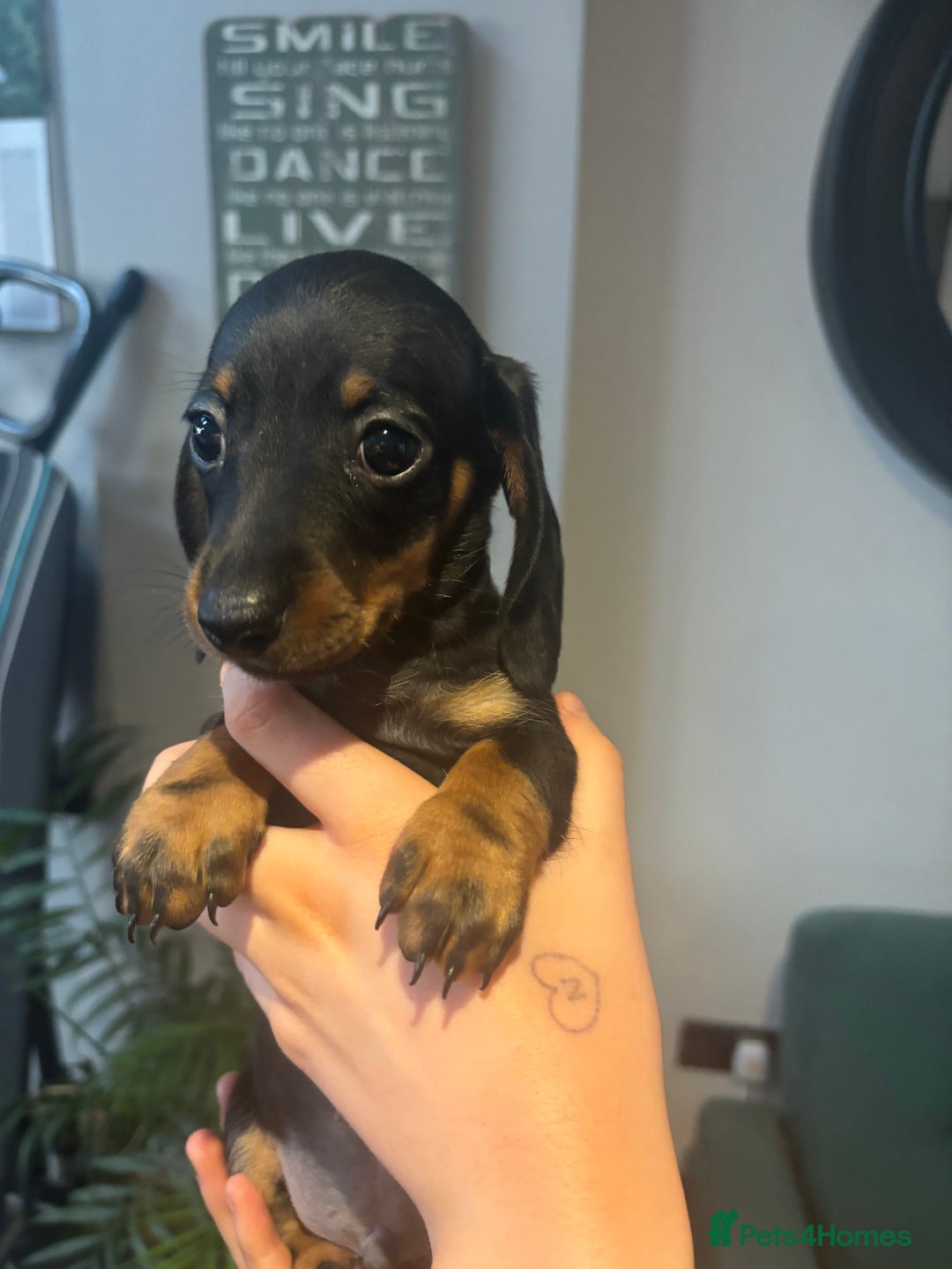 Miniature Dachshund dogs for sale: KC Reg RED DAPPLE Miniature Dachshund (Smooth) - Image 15