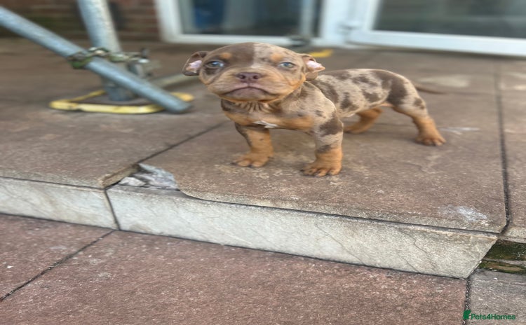 American Bully dogs - Advert 3
