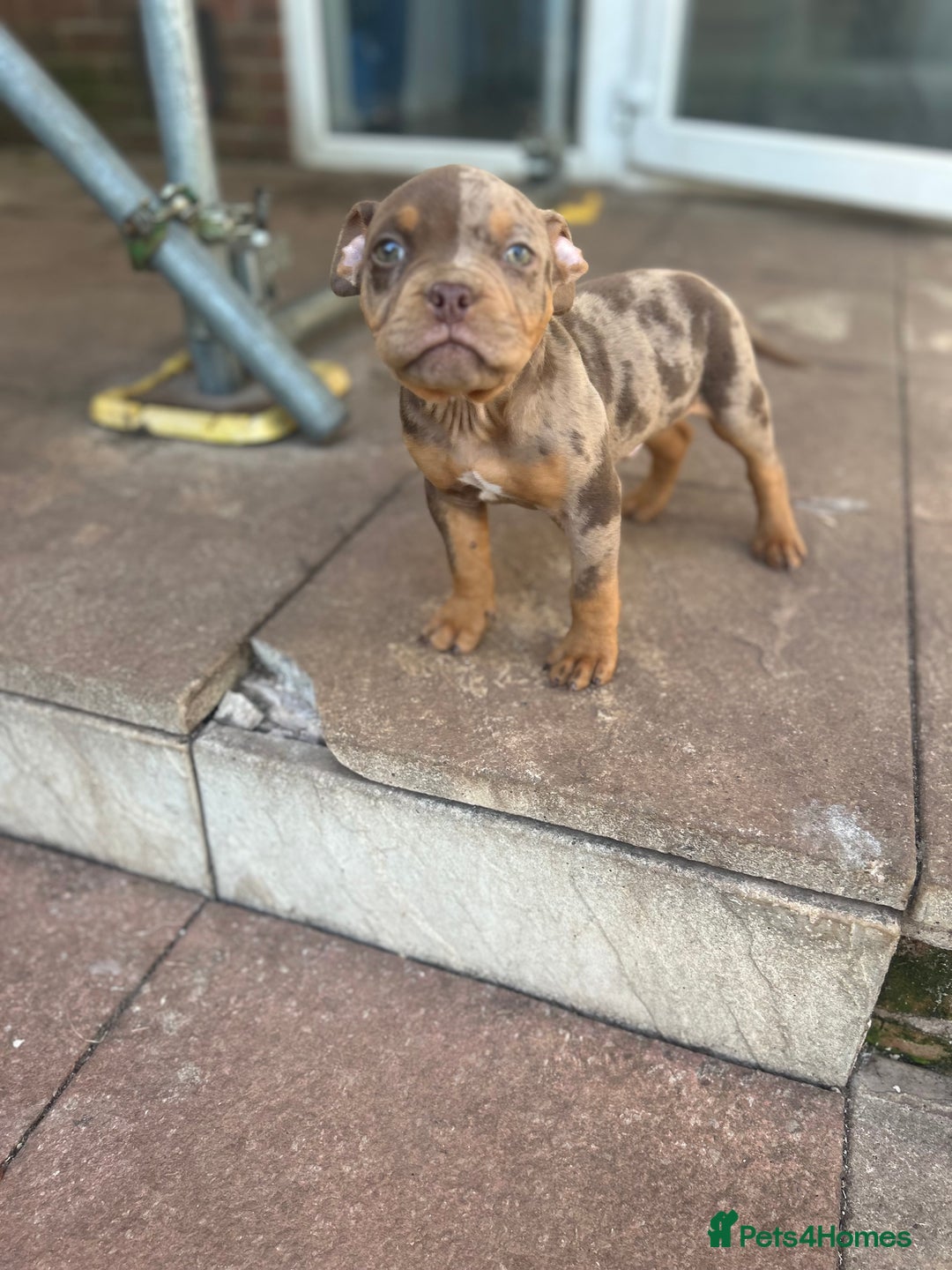 American Bully dogs for sale: 🚨🚨 chocolate tri merls 🚨🚨 - Image 1