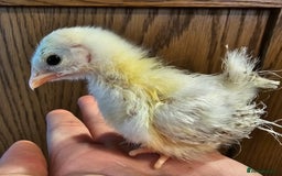 Chickens poultry for sale: Serama chicks and serama X silkie chicks - Image 6