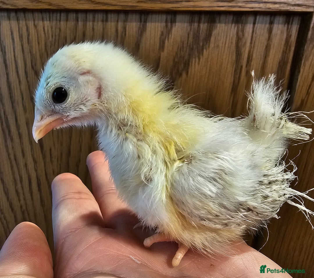 Chickens poultry for sale: Serama chicks and serama X silkie chicks - Image 6