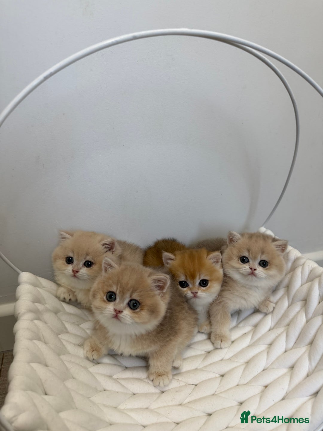 British Shorthair cats for sale: Golden Blue British Shorthair kittens - Advert 24