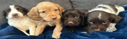 Cocker Spaniel dogs for sale: Cocker Spaniel Puppies  - Advert 22