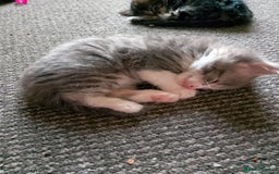 Norwegian Forest Cat cats for sale: 4 11 week old kittens  - Image 9
