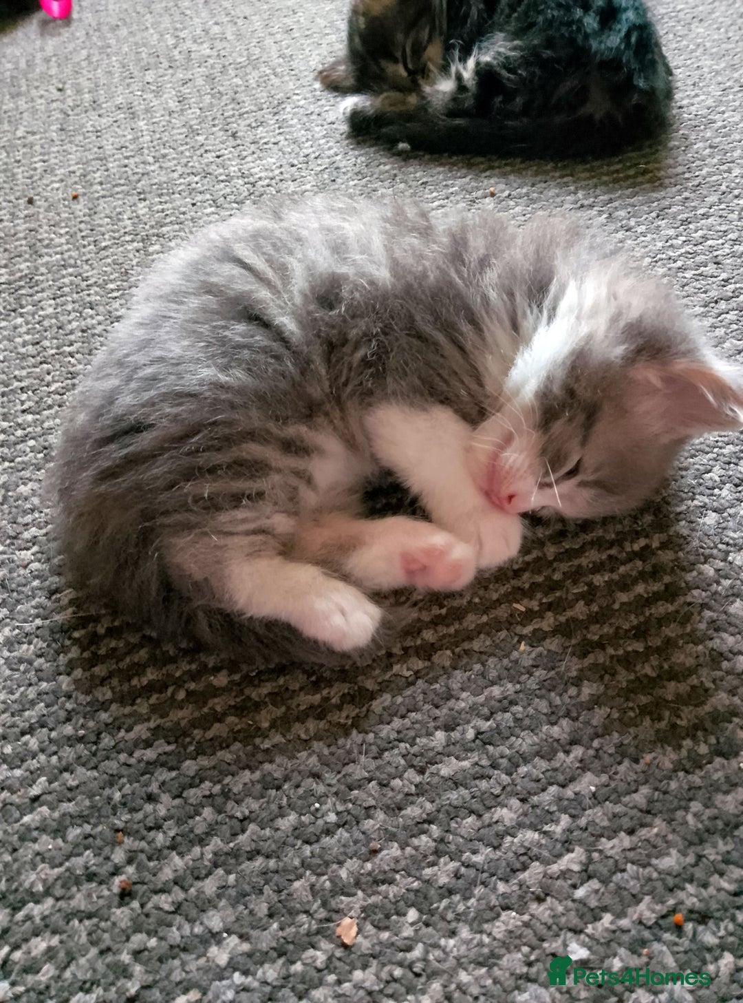 Norwegian Forest Cat cats for sale: 4 11 week old kittens  - Image 9