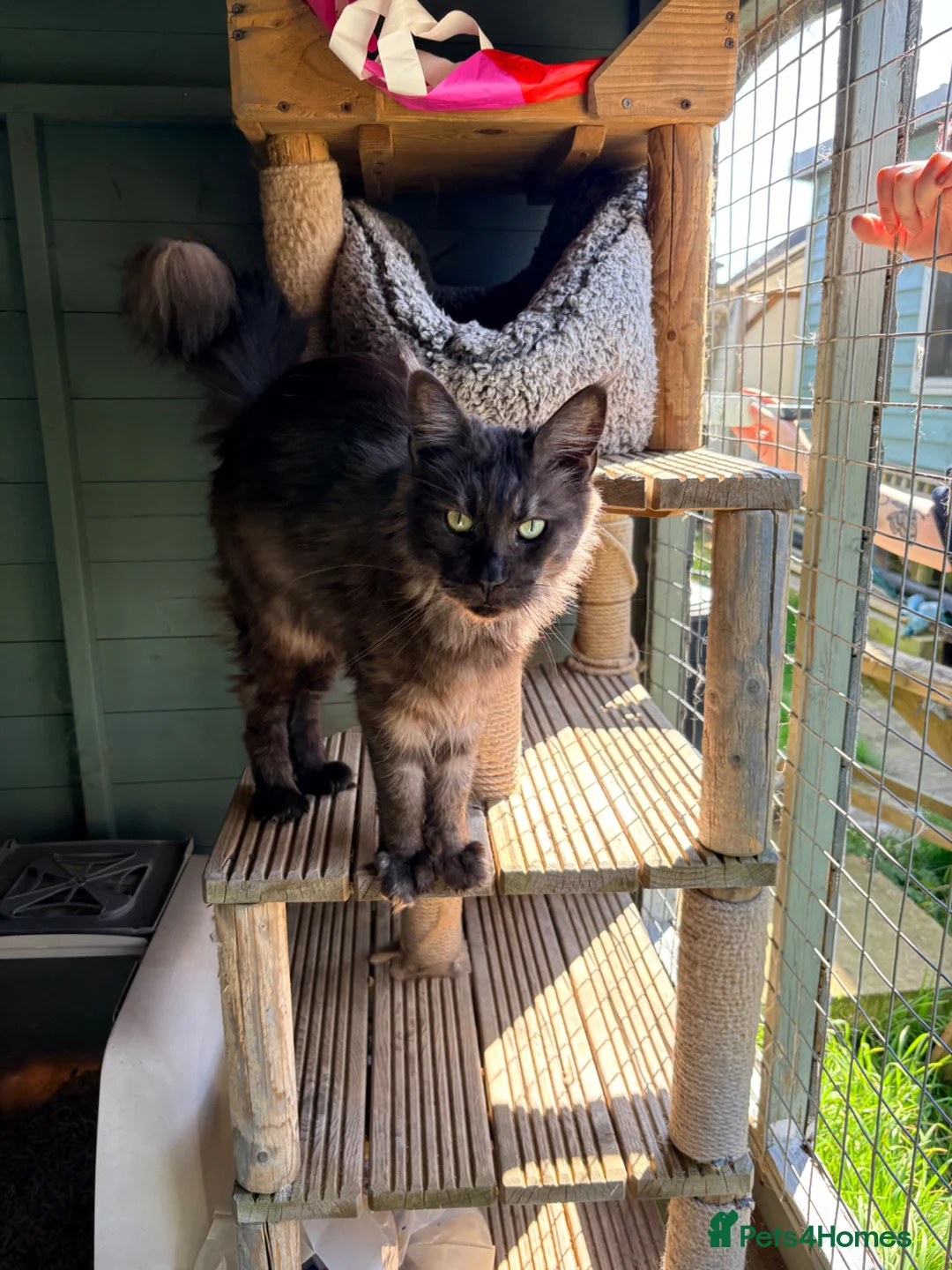 Maine Coon cats for sale: Mainecoon active black smoke queen - Advert 1