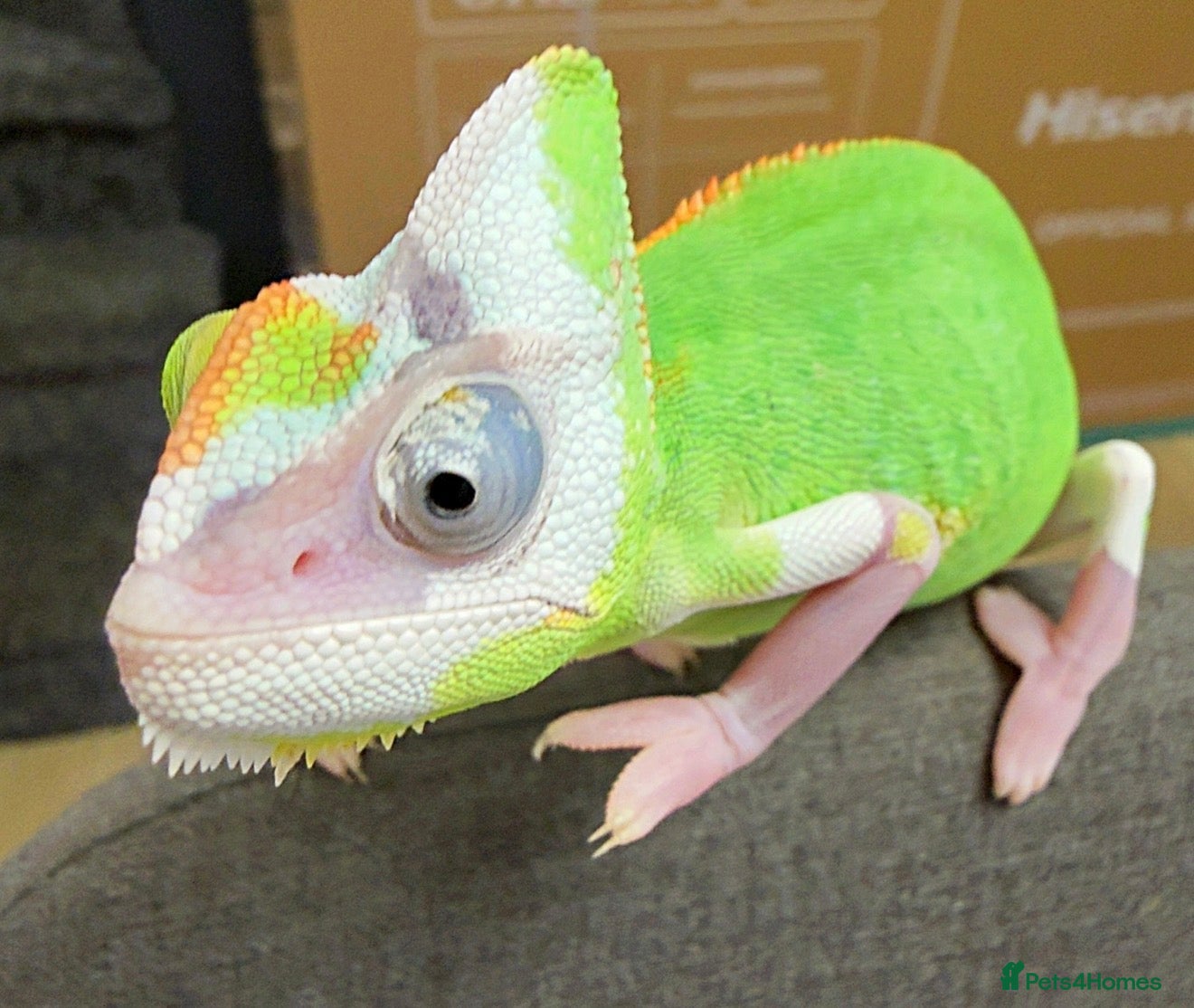 Chameleon reptiles CHAMELEON BABIES - Advert 2