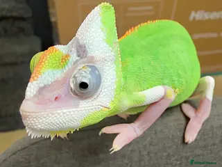 Chameleon reptiles CHAMELEON BABIES - Advert 2