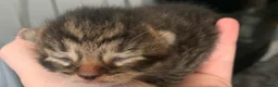 Mixed Breed cats for sale: Tabby - Torti - Blacks - Kittens want loving homes in Liverpool - Advert 4