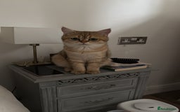 British Shorthair cats for sale: Beloved Simba needs a new home  - Image 8