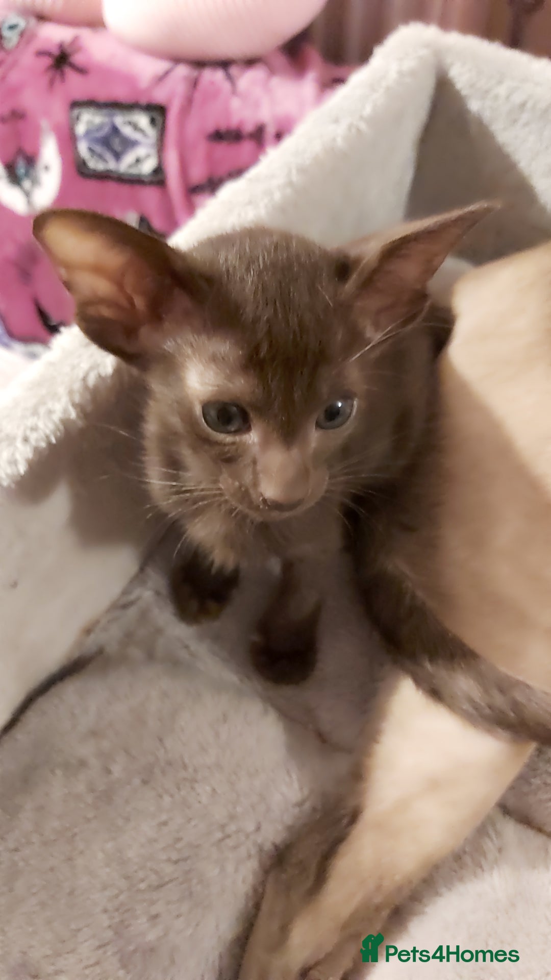 Oriental cats for sale: Full Pedigree Oriental 1 Kitten XL size ears GCCF - Advert 29